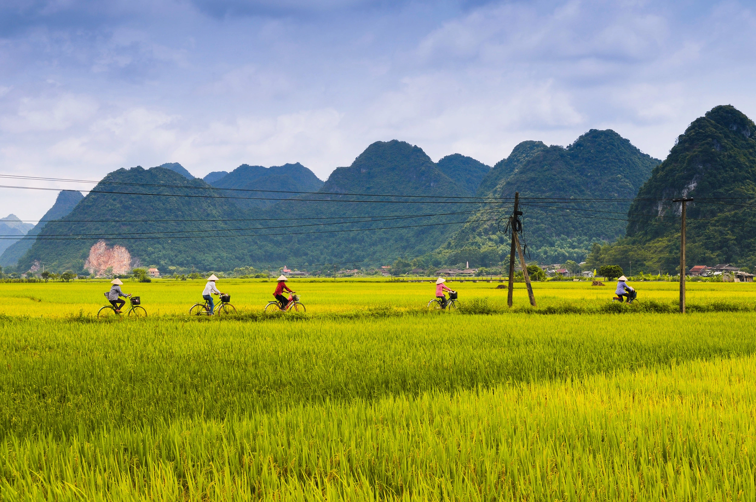 00_-_Five_women_ride_bicycle_in_the_rice_field_in_Lang_Son