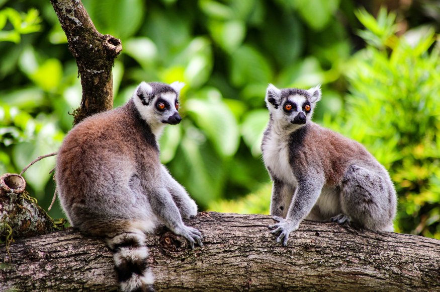 2lemuri