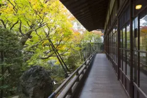 20201111_eikando_zenrinji_temple_09_c2ibjr
