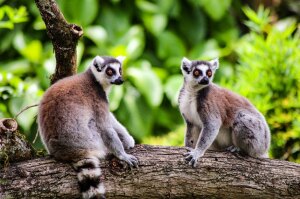 2lemuri