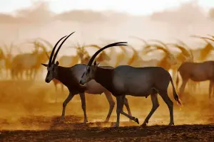 Abu_Dhabi_Oryx