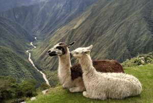 alpaca