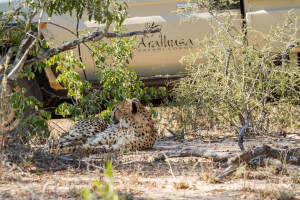 Arathusa-Safari-Lodge-Game-Drive-3