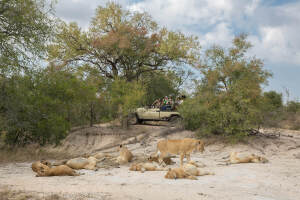 Arathusa-Safari-Lodge-Game-Drive-9