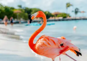 aruba_flamingo