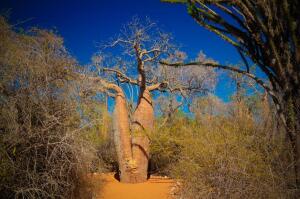 Baobab_Mad