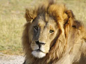 botswana_7
