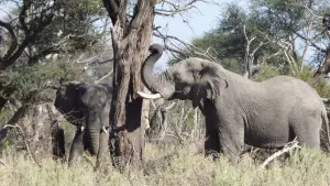 Botswana_Gomoti_RiverLodge1