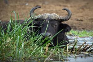 Bufalo_Uganda