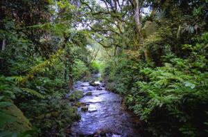 Bwindi