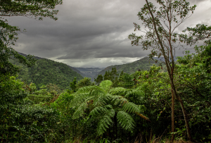 Cairns foresta pluviale