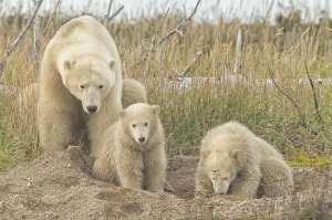CanadaArticDiscovery8