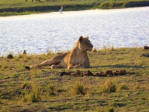 chobenationalpark00-min