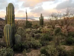 deserto1