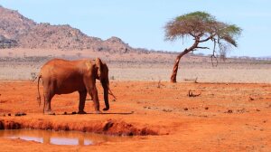 elephant