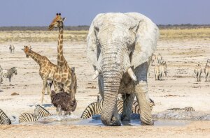 Etosha