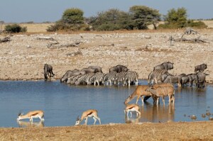 Etosha2