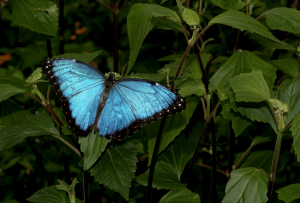 giardino_farfalle