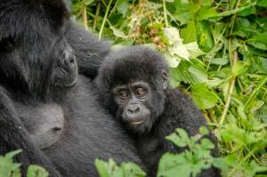 Gorilla_Bwindi