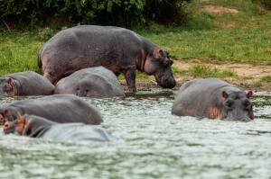Hippo_Uganda