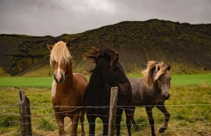Icelandic_Horses