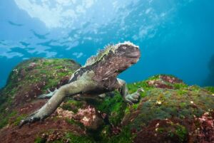 Iguane