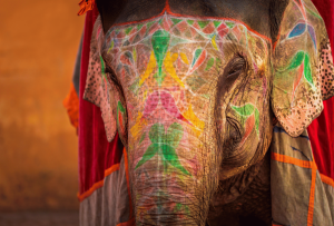 india_elephant