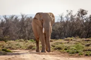Inverdoorn-Big-5-Safari-elephant