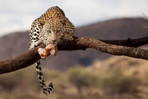 KenyaKiboSafariCamp7