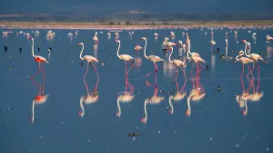 KenyaTortilisAmboseliCamp11