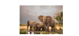 Kruger_Park