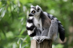 Lemurino