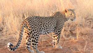 leopard-karl-svendsen-786x446