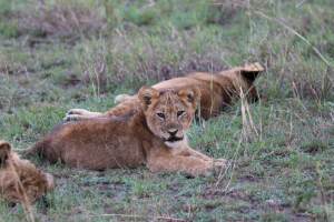 Lion_in_Queen_Eliz__Park