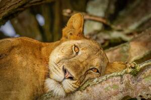 Lion_Ishasha