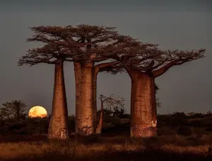 MadagascarTourism11