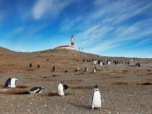 magdalena_penguins