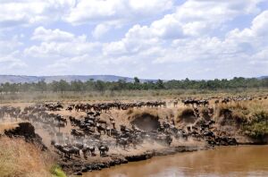 masai_mara_landscape