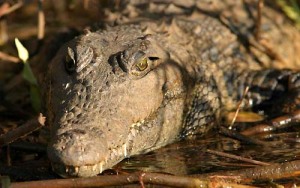 okavango2
