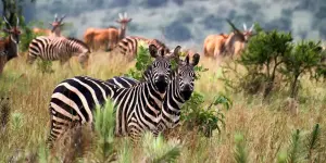 RwandaAkagera3