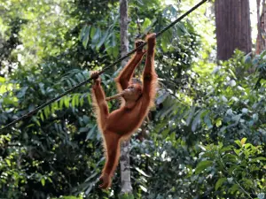 Semenggoh_Orang_Utans_Rehabilitation_Centre