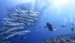 Sipadan_kapalai_dive_resort_diving