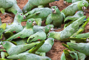 tambopata