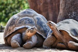 Tartarughe_delle_Galapagos