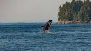 vancouver-island-05