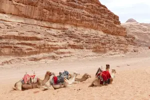 Wadi Rum cammelli