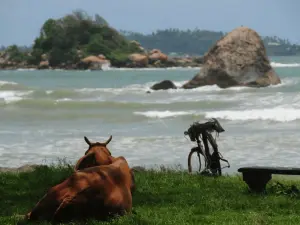 weligama_sri_lanka__2_