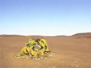 Namibia, Welwitschia mirabilis