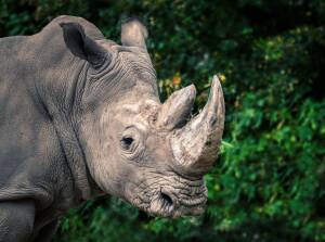 White_Rhino_png