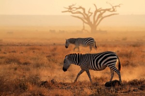 Zebre_Kenya